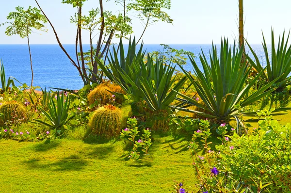 Deniz kıyısında. Sharm El Sheikh