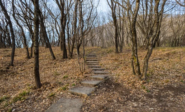 Ormanda düşen yapraklar