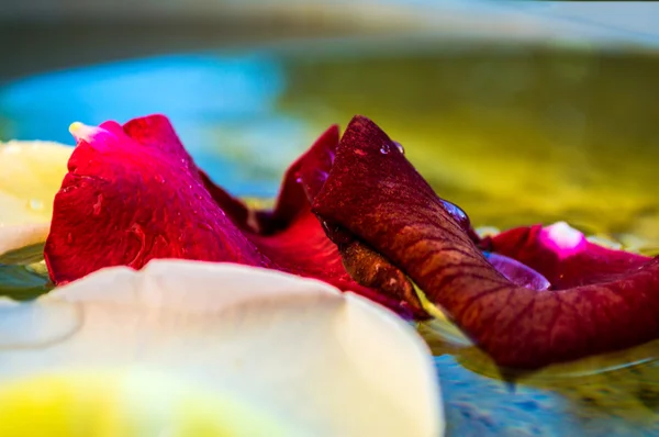 Pétales de rose dans l'eau — Photo