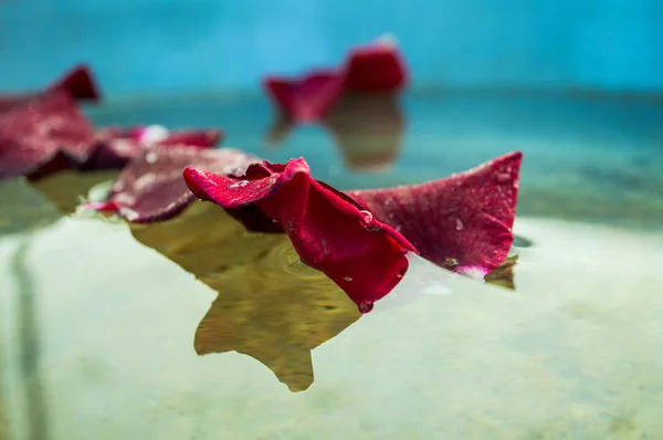 suyun içinde gül yaprakları