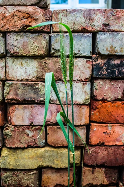 Yeşil arpa kulaklarcopo de nieve de metal oxidado