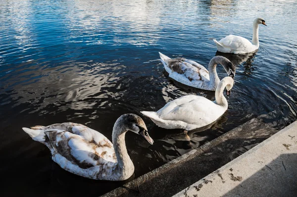 Swans in Love — Stock Photo, Image