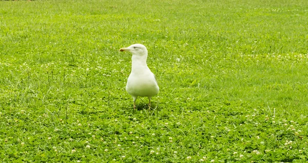 Seagull on the grass — Stock Photo, Image