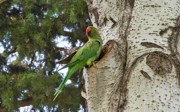 Ağaç boş papağan