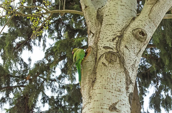 Ağaç boş papağan