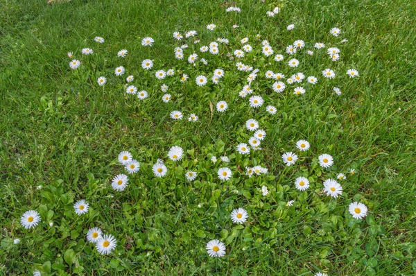 Papatya çiçek yeşil çayır üzerinde