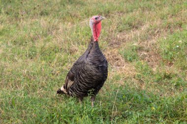 Türkiye yakın takibe