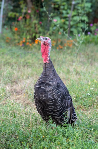Türkiye yakın takibe