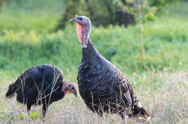 Türkiye yakın takibe