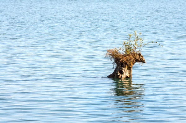 Yalnızlık. Kuru ağaç göl