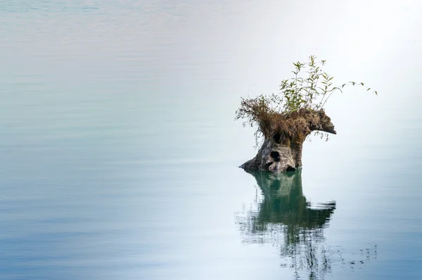 Samotność. Suche drzewa w jeziorze — Zdjęcie stockowe