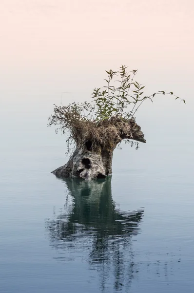 Yalnızlık. Kuru ağaç göl