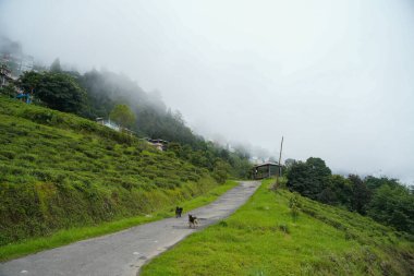 Darjeeling çevresindeki çay bahçeleri, manzara ve coğrafi çeşitlilik