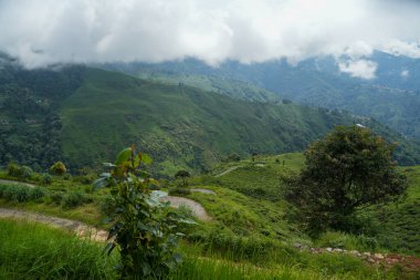 Darjeeling çevresindeki çay bahçeleri, manzara ve coğrafi çeşitlilik