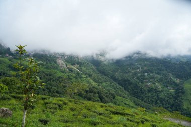 Darjeeling çevresindeki çay bahçeleri, manzara ve coğrafi çeşitlilik