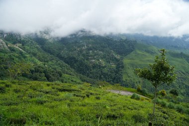 Darjeeling çevresindeki çay bahçeleri, manzara ve coğrafi çeşitlilik