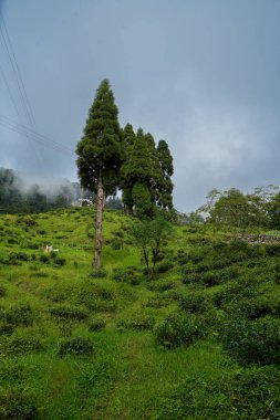 Darjeeling çevresindeki çay bahçeleri, manzara ve coğrafi çeşitlilik
