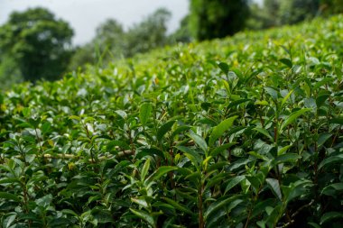 Darjeeling çay yaprağı tat ve lezzeti ile ünlüdür.