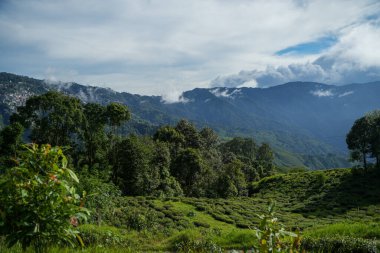 Darjeeling çevresindeki çay bahçeleri, manzara ve coğrafi çeşitlilik