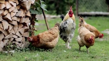 Birkaç kırmızı, çiftlik tavuğu kırsalda mısır yiyor. Çiftçilik ve Evcil Hayvan Konsepti