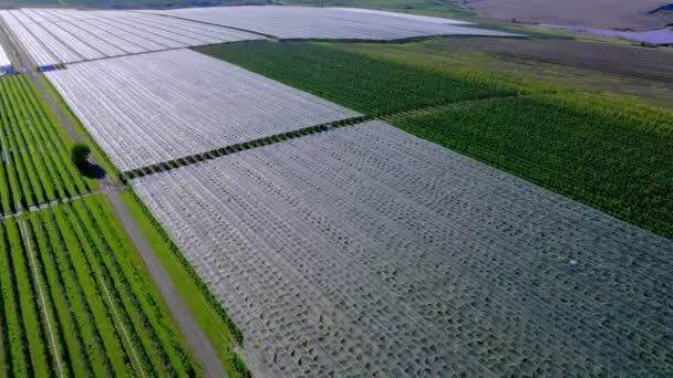 Vista Aérea Plantación Apple Cultivo Manzanas Panorama Manzana Huerta Disparando — Vídeo de stock