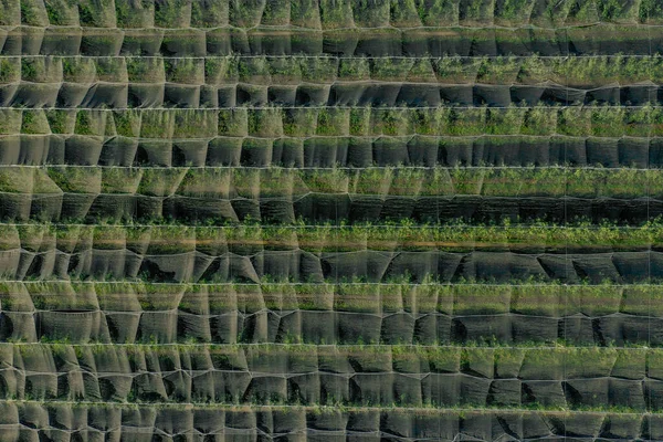 Luftaufnahme Des Apfelbaumgartens Große Apfelplantage — Stockfoto