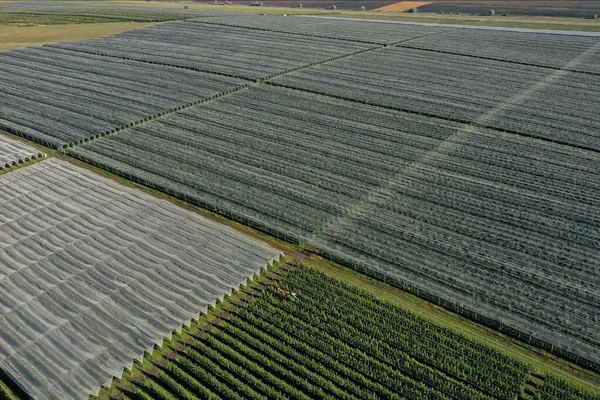 Luftaufnahme Des Apfelbaumgartens Große Apfelplantage — Stockfoto