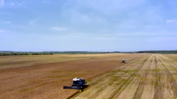 Colheita Trigo Verão Duas Colheitadeiras Trabalhar Terreno Combine Máquina Agrícola — Vídeo de Stock