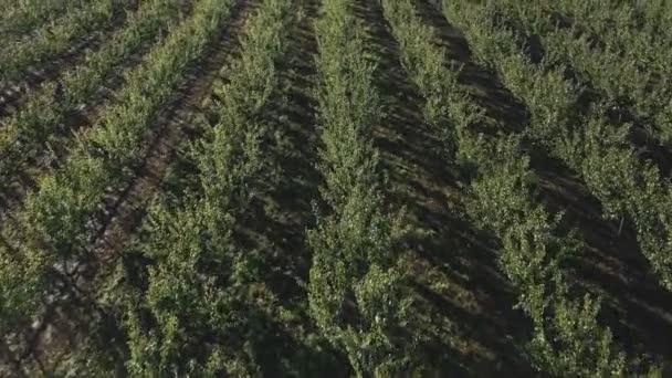 Aerial View Plastic Greenhouse Apple Orchard Plant Cultivation Organic Farming — Stock Video