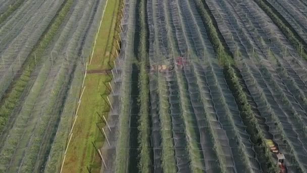 Вид Воздуха Плантацию Apple Выращивание Яблок Панорама Яблочный Сад Съемки — стоковое видео
