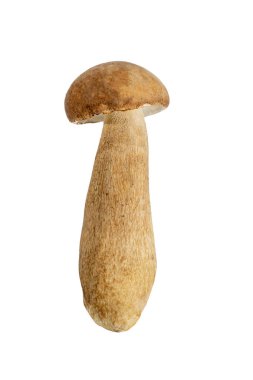 Beyaz arka planda izole edilmiş Boletus edulis mantarı..