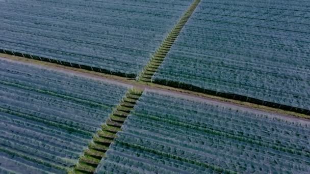 Flygfoto Plast Växthus Äppelodling Växtodling Inom Ekologiskt Jordbruk — Stockvideo