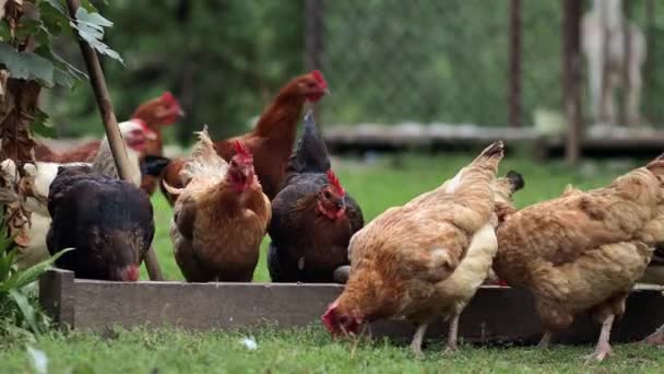 Несколько Красных Фермерских Цыплят Едят Немного Кукурузы Сельской Местности Концепция — стоковое видео