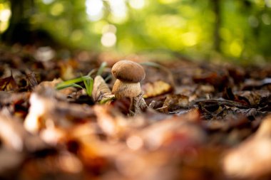 Ormanda beyaz mantarlar, yapraklardan oluşan bir arka plan, parlak güneş ışığı. Boletus. Mantar..
