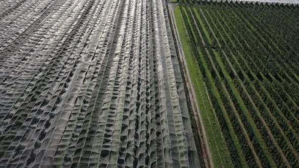Vista Aérea Plantación Apple Cultivo Manzanas Panorama Manzana Huerta Disparando — Vídeos de Stock