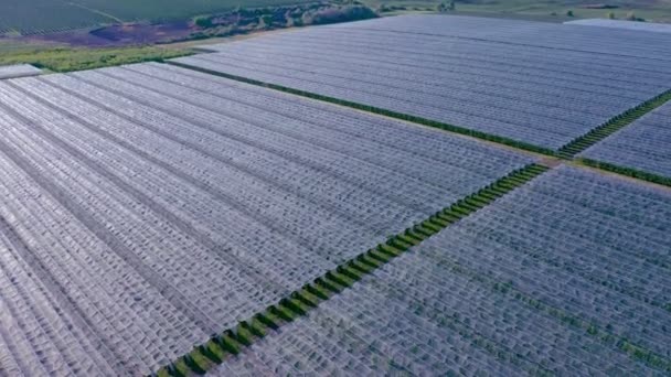 Αεροφωτογραφία Της Φυτείας Της Apple Καλλιέργεια Μήλων Πανόραμα Apple Οπωρώνα — Αρχείο Βίντεο