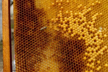 Arı kovanındaki arılara yakın çekim - seçici odak, boşluğu kopyala.
