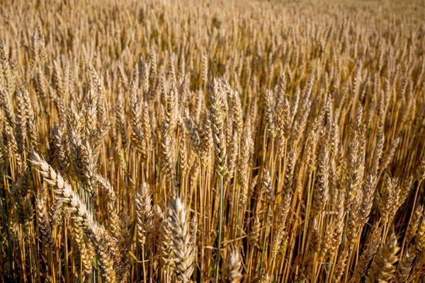 Золотое Пшеничное Поле Природный Ландшафт Заката Фон Спелых Колосьев Лугового — стоковое фото