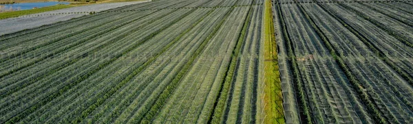 Luftfoto Plastik Drivhus Æbleplantage Planteavl Økologisk Landbrug - Stock-foto