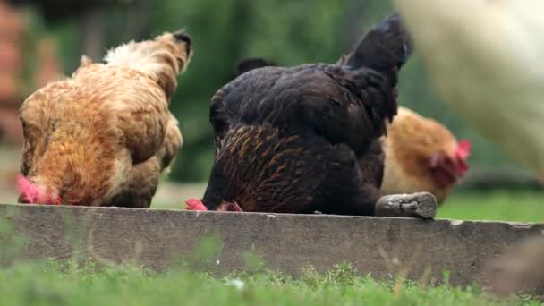 Várias Galinhas Vermelhas Que Comem Milho Campo Conceito Agricultura Pet — Vídeo de Stock