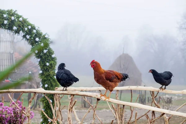 Poulet Rouge Debout Sur Une Clôture Bois Avec Coop Arrière — Photo