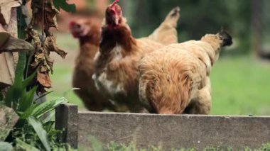 Birkaç kırmızı, çiftlik tavuğu kırsalda mısır yiyor. Çiftçilik ve Evcil Hayvan Konsepti.