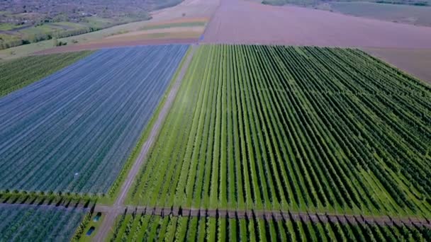 Luftfoto af plastik drivhus på æbleplantage. Planteavl i økologisk landbrug. – Stock-video