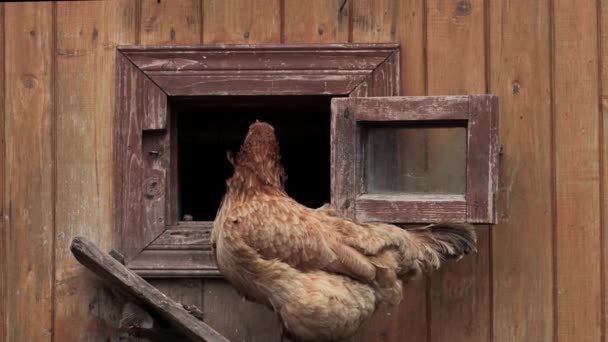 Varios Pollos Rojos Granja Comiendo Maíz Campo Agricultura Mascotas Concepto — Vídeos de Stock