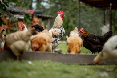 Birkaç kırmızı, çiftlik tavuğu kırsalda mısır yiyor. Çiftçilik ve Evcil Hayvan Konsepti