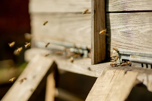 일하는 벌들의 사진입니다 벌집에 꽃가루를 가져가는 벌들을 제품이다 아름다운 벌집에 — 스톡 사진