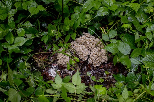 Yaz Ormanında Istiridye Mantarı Mantar Toplayıcısına Hoş Geldin Hediyesi Değerli — Stok fotoğraf