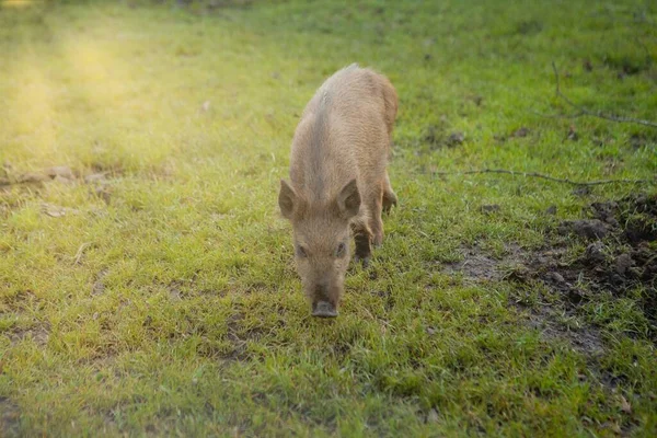 Wild small pig contentedly grazing on grass — Stock Photo, Image