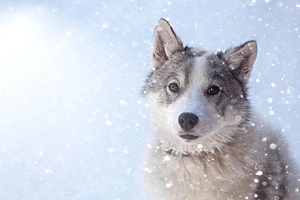 Собака хаски серо-белого цвета с голубыми глазами зимой — стоковое фото