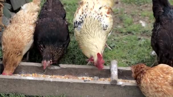 いくつかの赤 農場の鶏の田舎でいくつかのトウモロコシを食べる 農業とペットのコンセプト — ストック動画